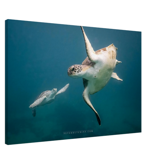 74b611e6-bda1-4628-a8f4-020d8593bacc