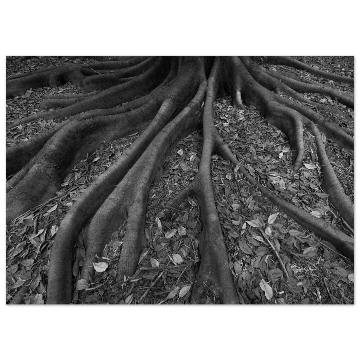 8c1cafc3-48b4-469c-a59a-af46954b9362